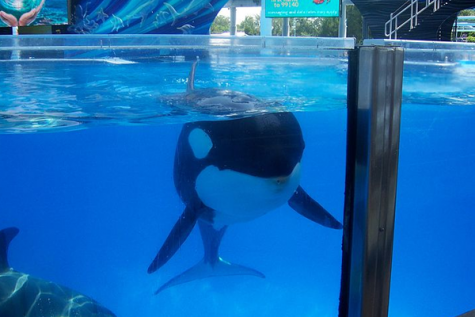 Possible new law threatens to release captive Orcas in California
