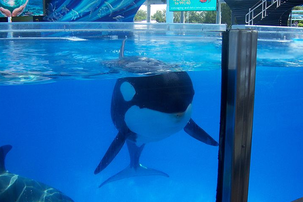 Possible new law threatens to release captive Orcas in California