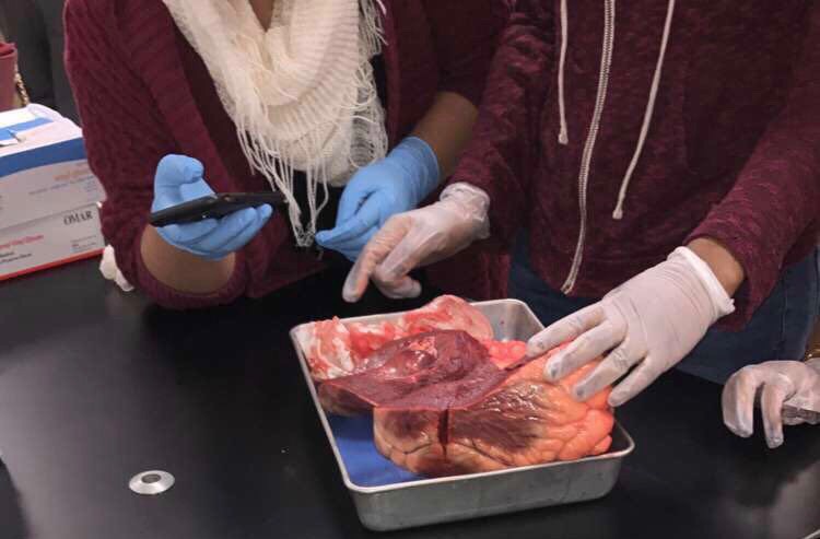 Ethicality of dissection in science sparks discussion among Mustangs