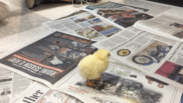 Chicks provide hands-on learning for genetics classes