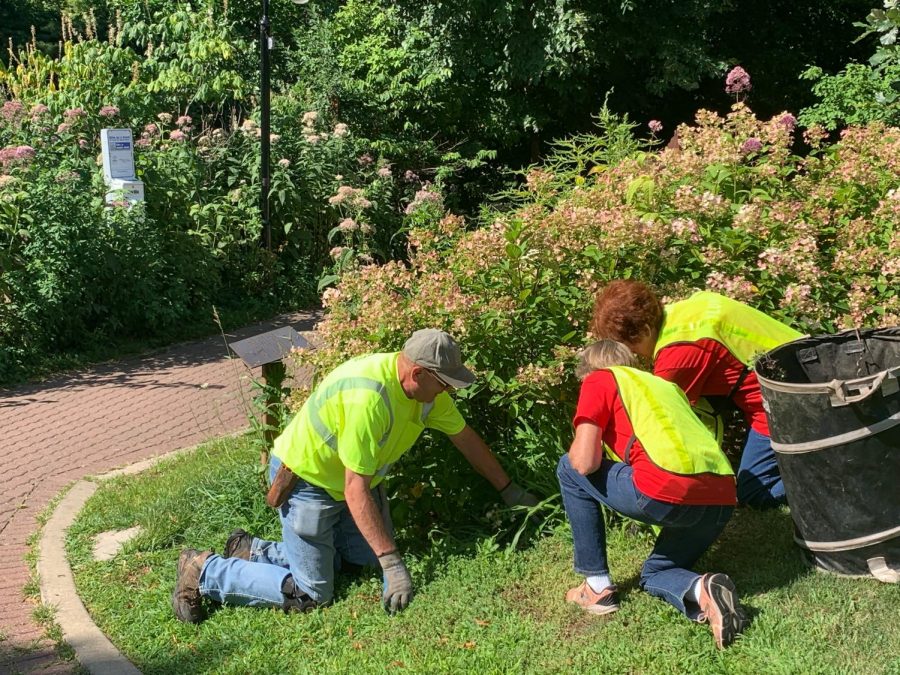 Volunteers working together to weed around a bush