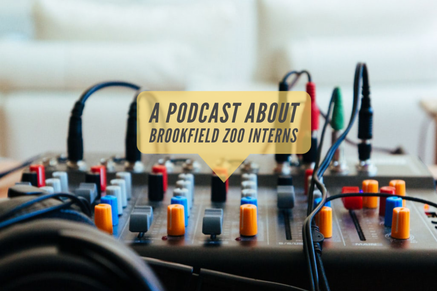Podcast: Brookfield Zoo interns talk about their experiences