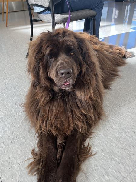 Gully, one of the therapy dogs that came to Metea, lies comfortably as the students exit the room.