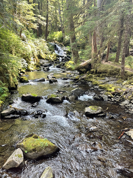 Creek in the middle of a Forest. 