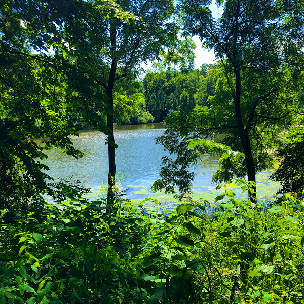 Summer Lake in the Arboretum.