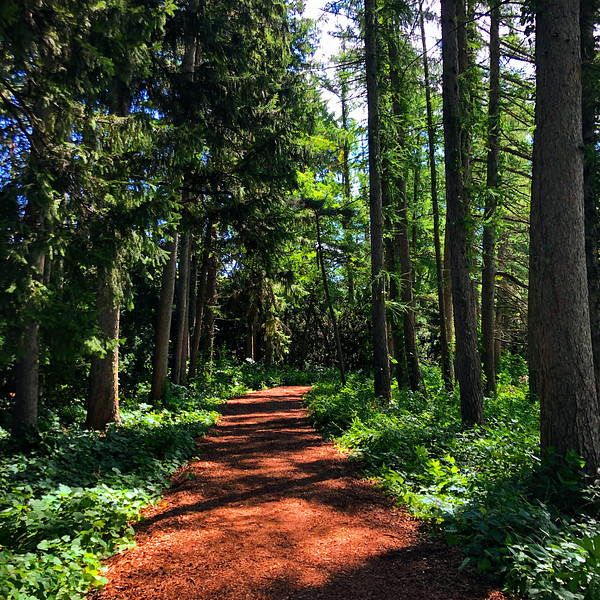 Beautiful summer trail in the Arboretum