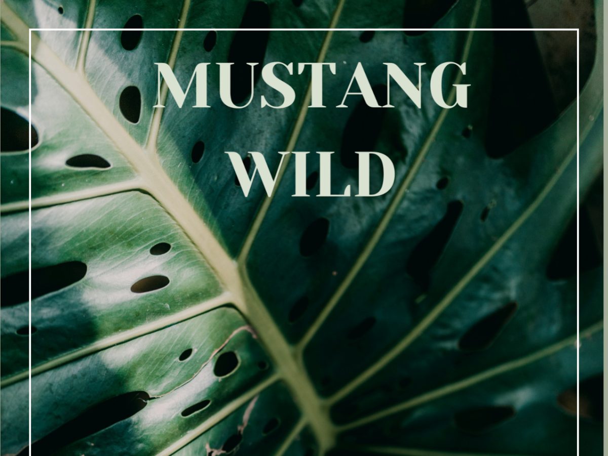 Mustang Wild: 2024-2025