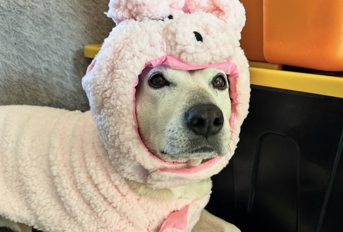 Joe’s dog Bella.
