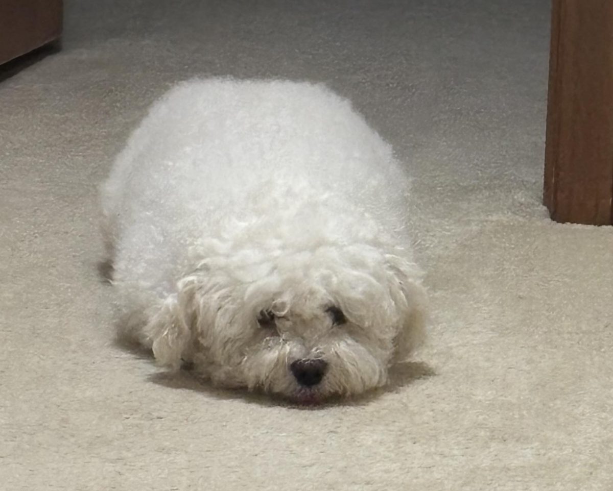 Azaa's dog Mochi.